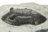 Inflated Isotelus Trilobite - Walcott-Rust Quarry, NY #269708-2